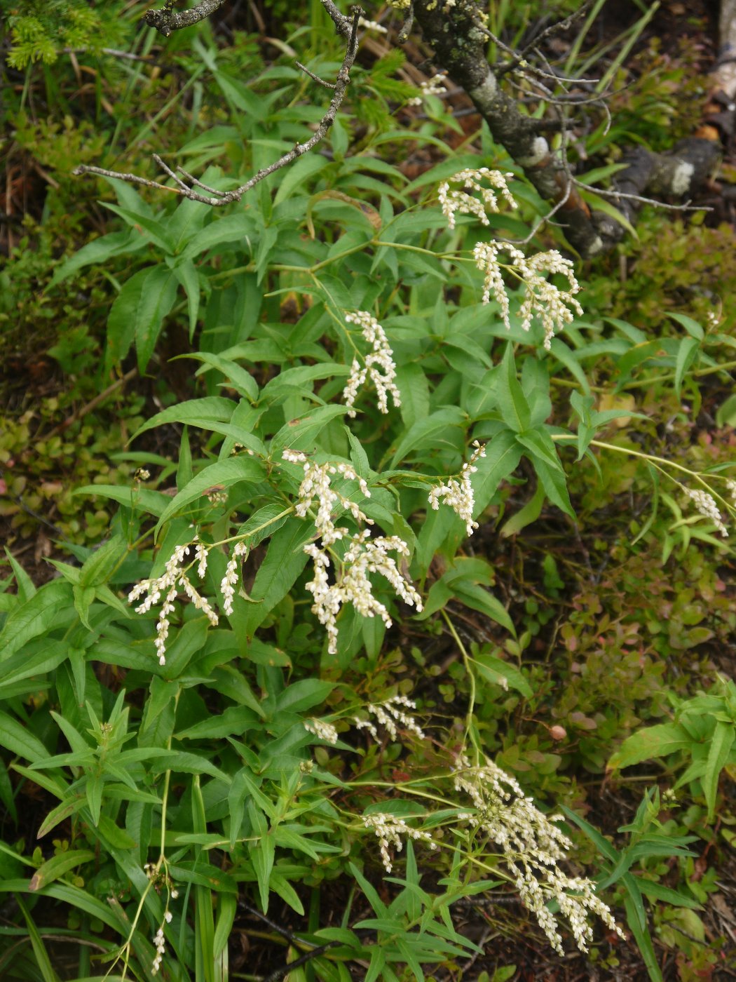 Изображение особи Aconogonon alpinum.