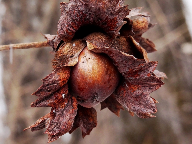 Image of Corylus heterophylla specimen.