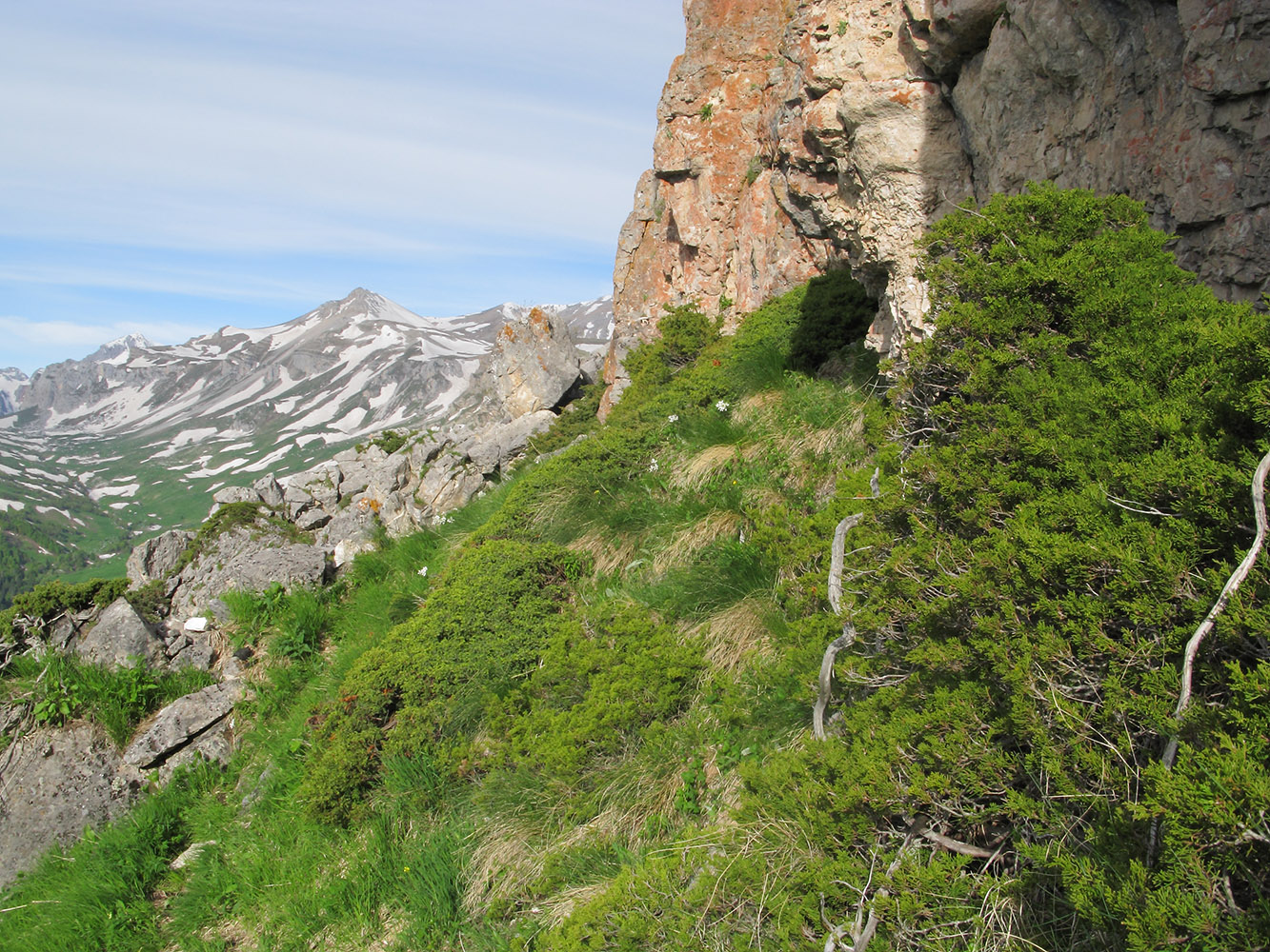 Image of Juniperus sabina specimen.