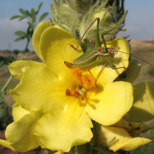 Изображение особи Verbascum ovalifolium.