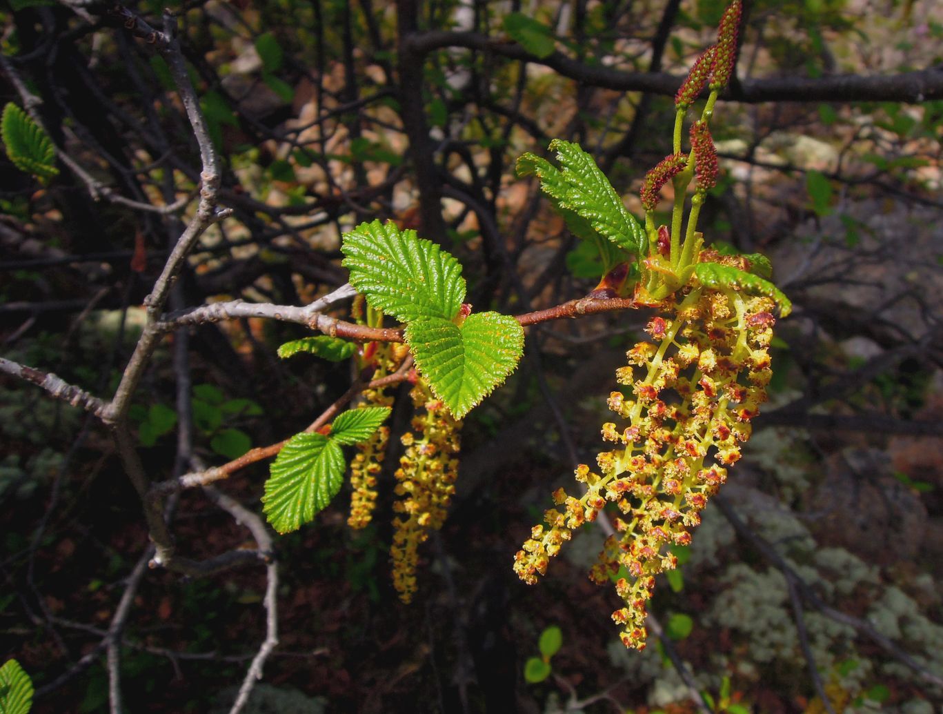 Duschekia fruticosa