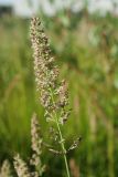 Calamagrostis neglecta. Соцветие. Мурманск, Росляково, заболоченный пустырь. 02.07.2016.