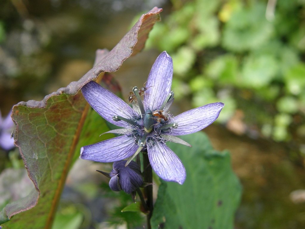 Image of Swertia obtusa specimen.