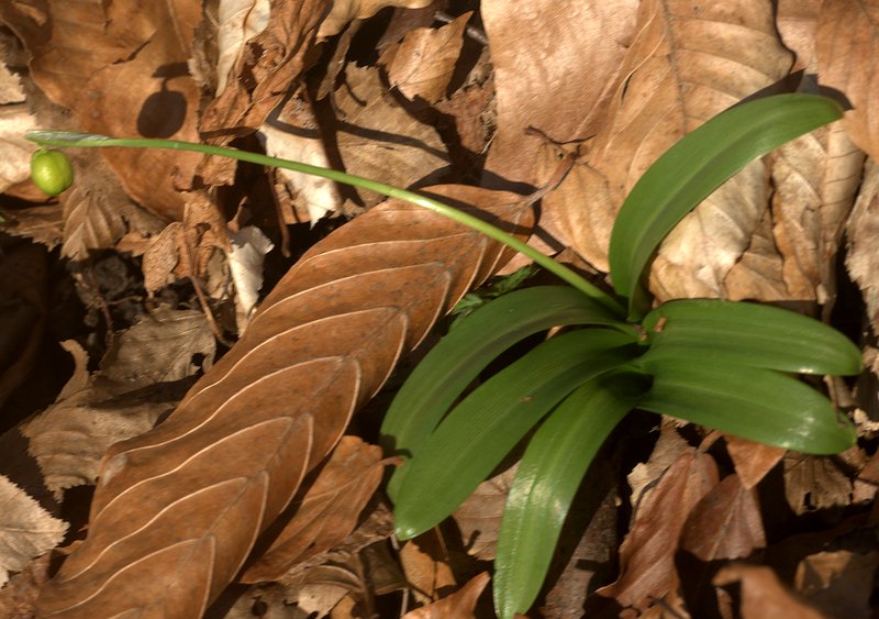 Image of Galanthus woronowii specimen.