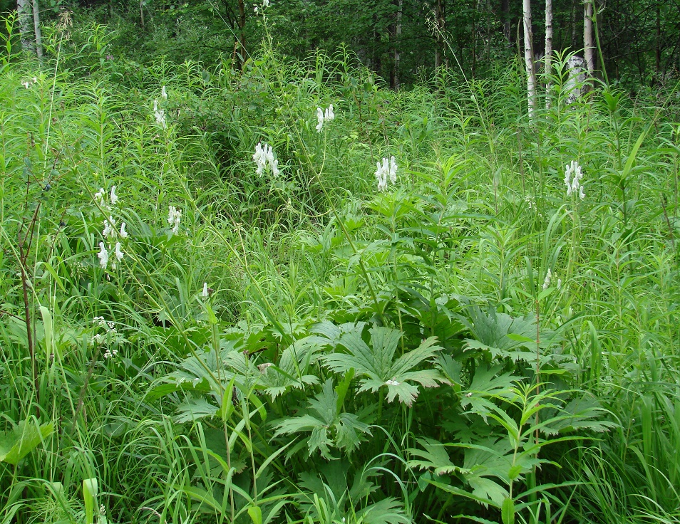 Изображение особи Aconitum septentrionale.