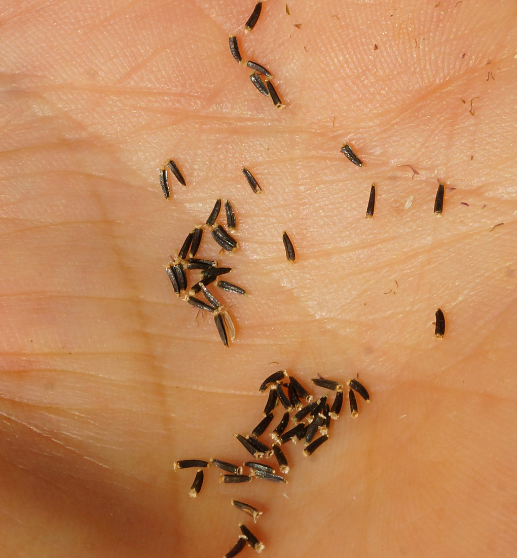 Image of Ageratum houstonianum specimen.