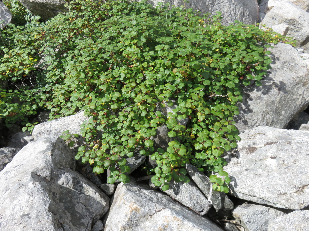 Image of Ribes graveolens specimen.