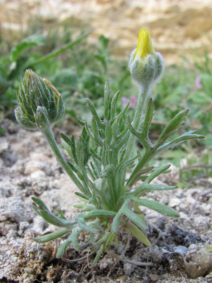 Image of genus Ceratocephala specimen.