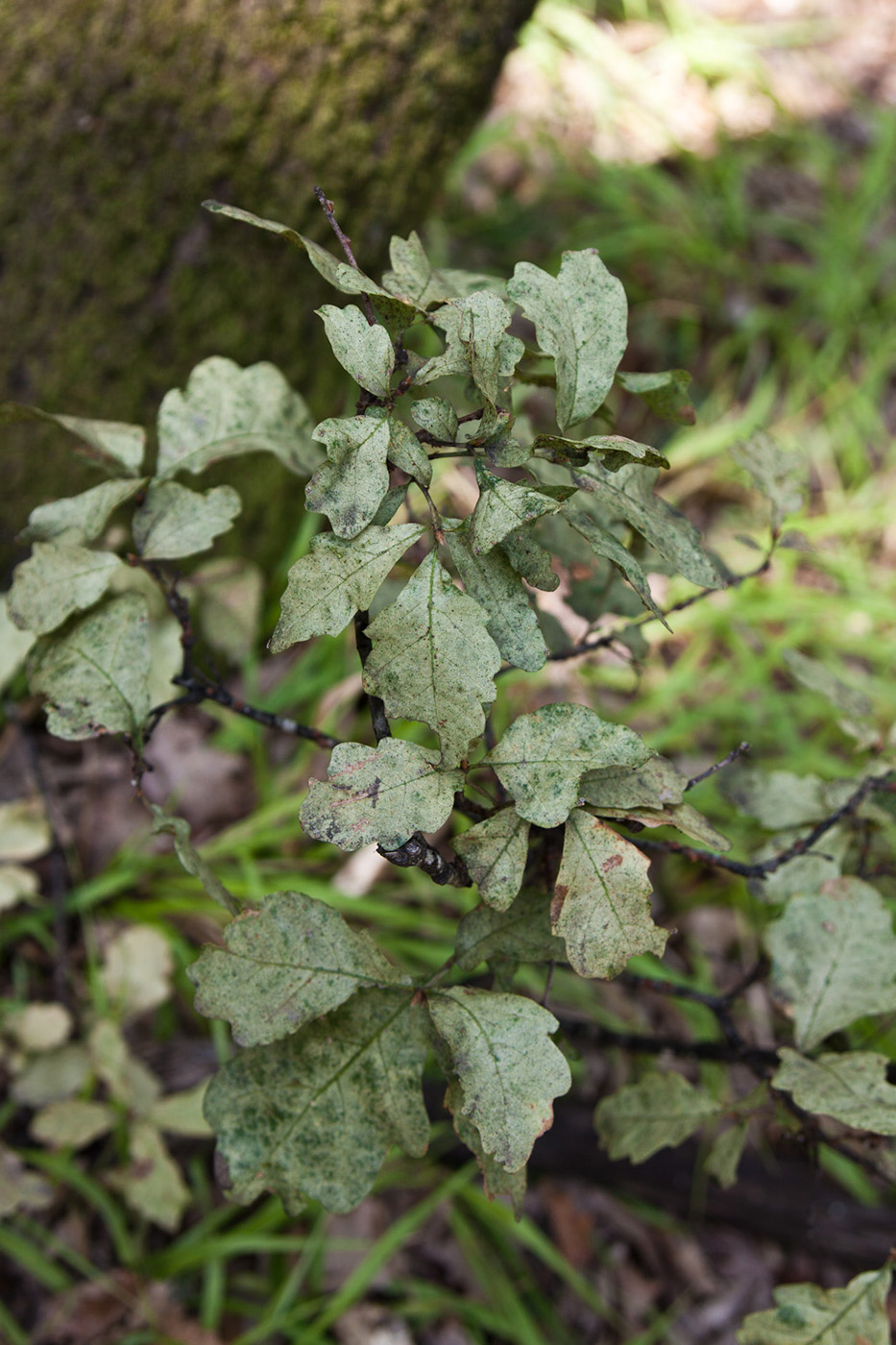 Image of genus Quercus specimen.