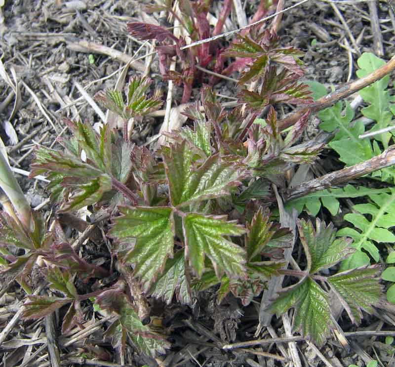 Image of Rubus caesius specimen.