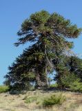 Araucaria araucana. Старое дерево. Аргентина, пров. Неукен, нац. парк Copahue, окр. оз. Caviahue, лес на склоне. 06.03.2014.