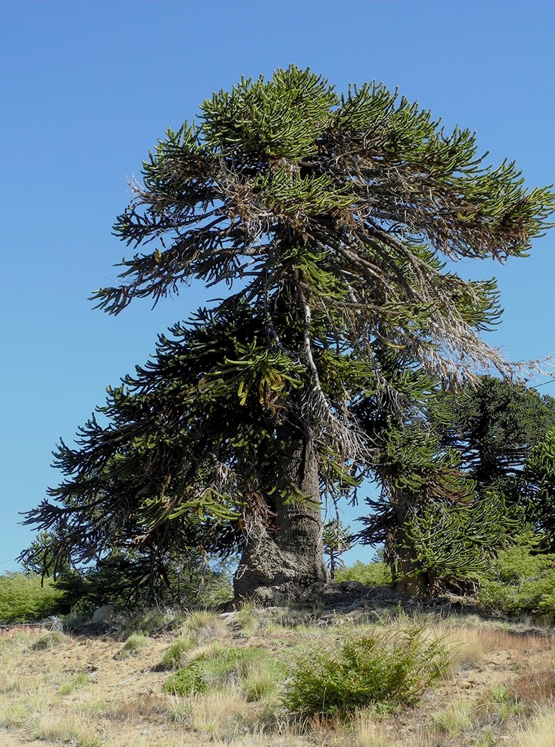 Изображение особи Araucaria araucana.