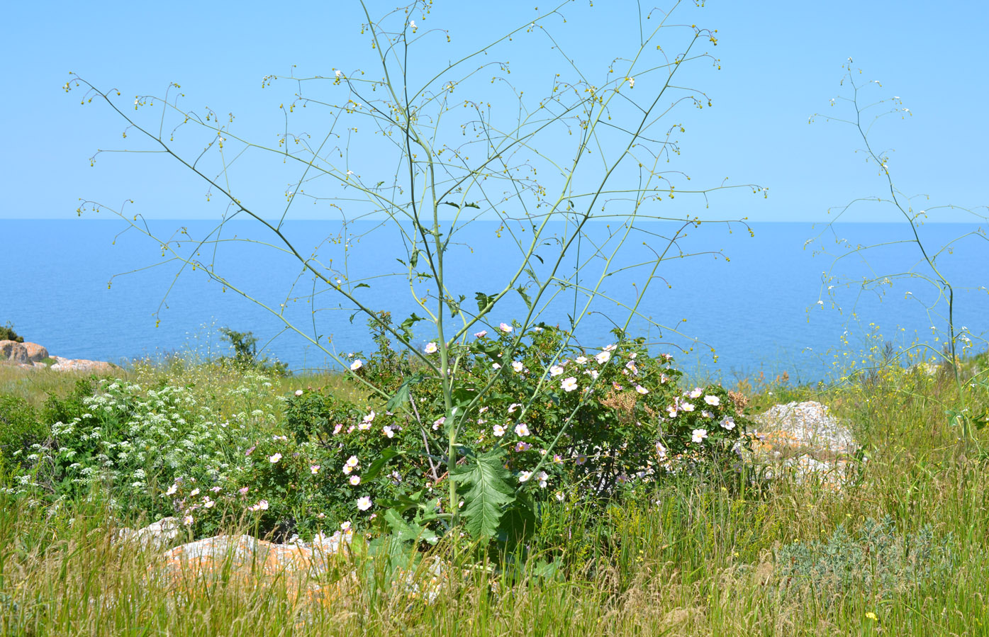 Image of Crambe koktebelica specimen.