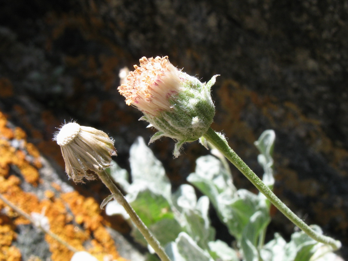 Изображение особи Erigeron amorphoglossus.