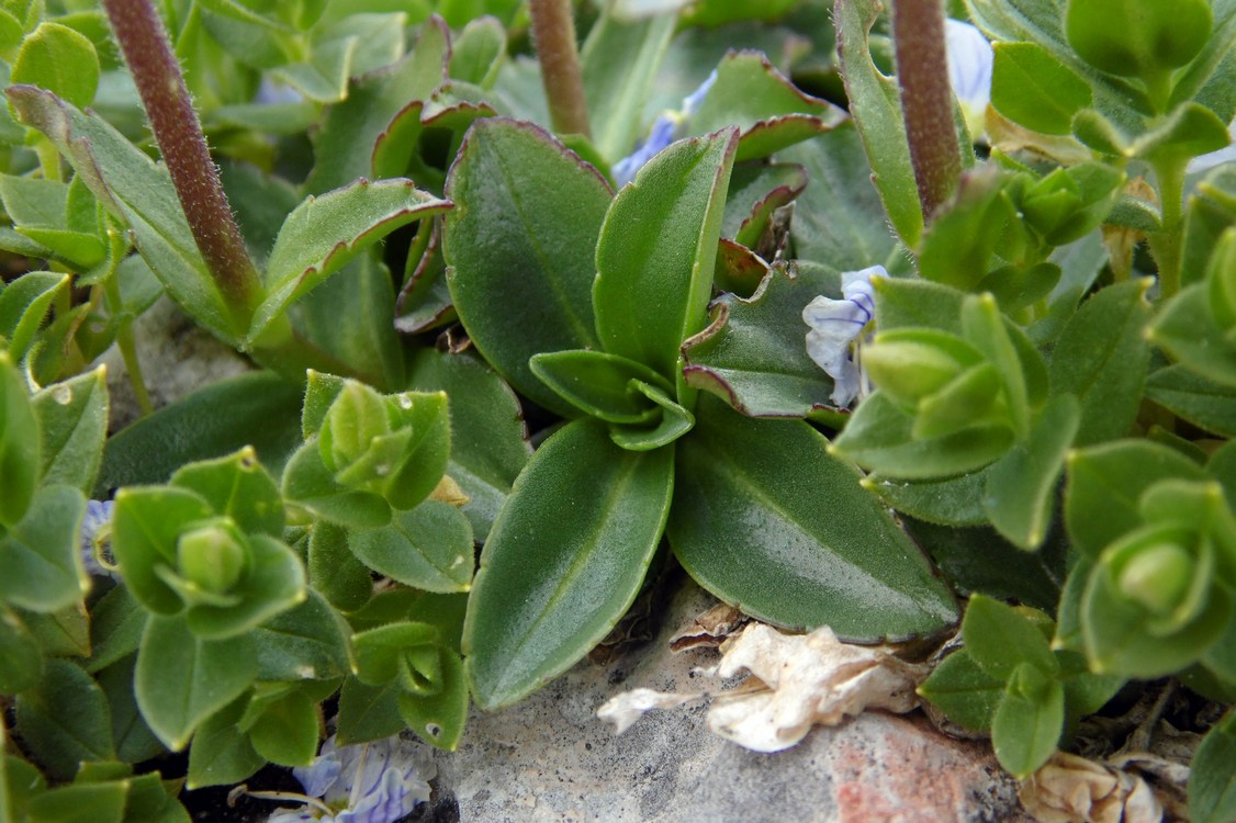 Image of Veronica gentianoides specimen.