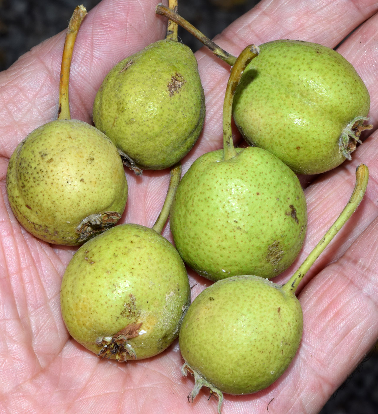 Image of Pyrus turcomanica specimen.