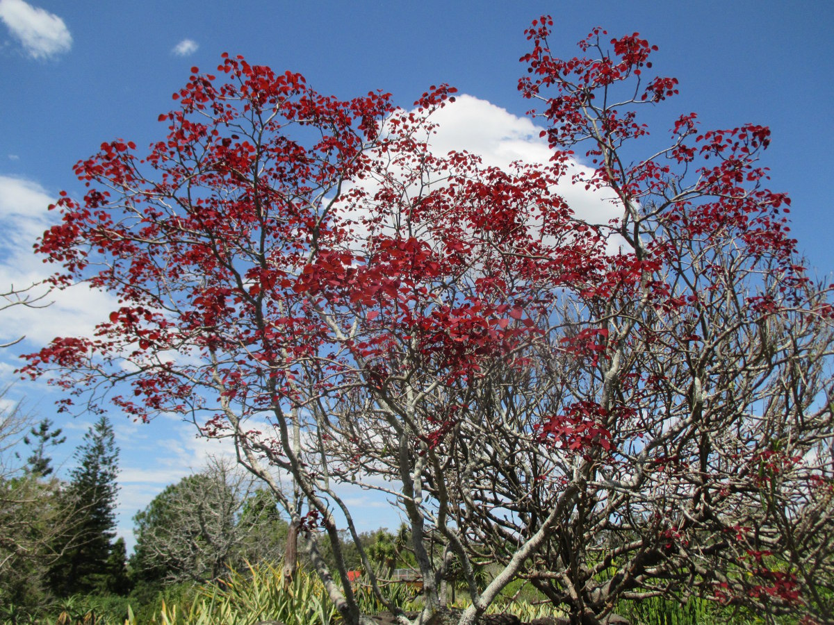 Image of Euphorbia cotinifolia specimen.