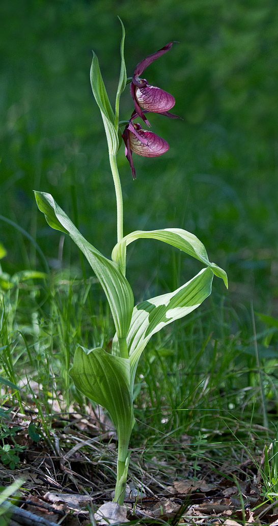 Изображение особи Cypripedium &times; ventricosum.