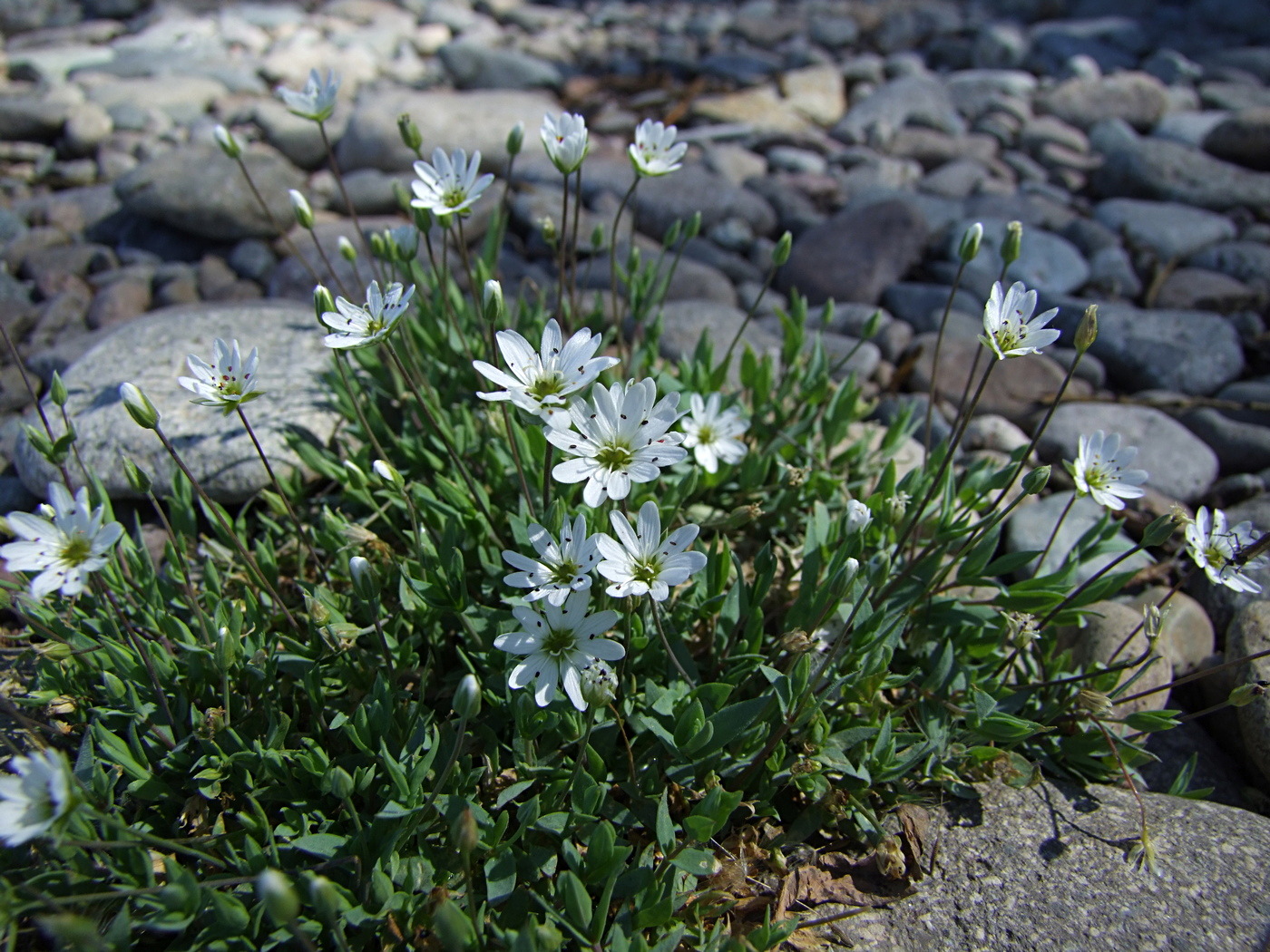 Image of Stellaria fischeriana specimen.