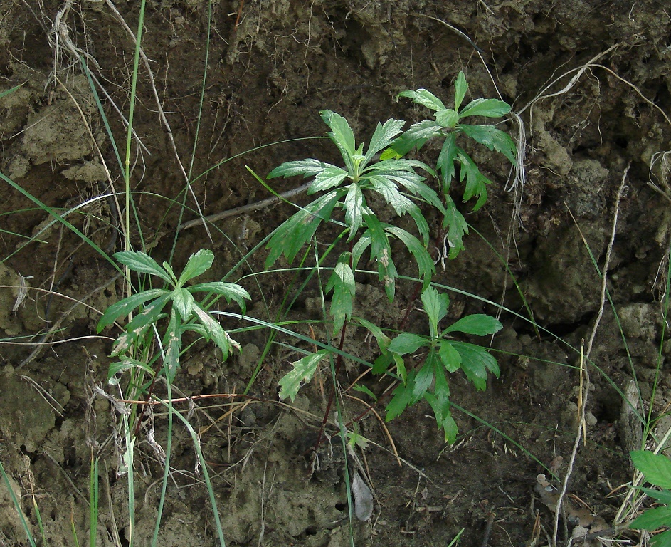 Изображение особи Artemisia integrifolia.