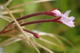 Epilobium adenocaulon