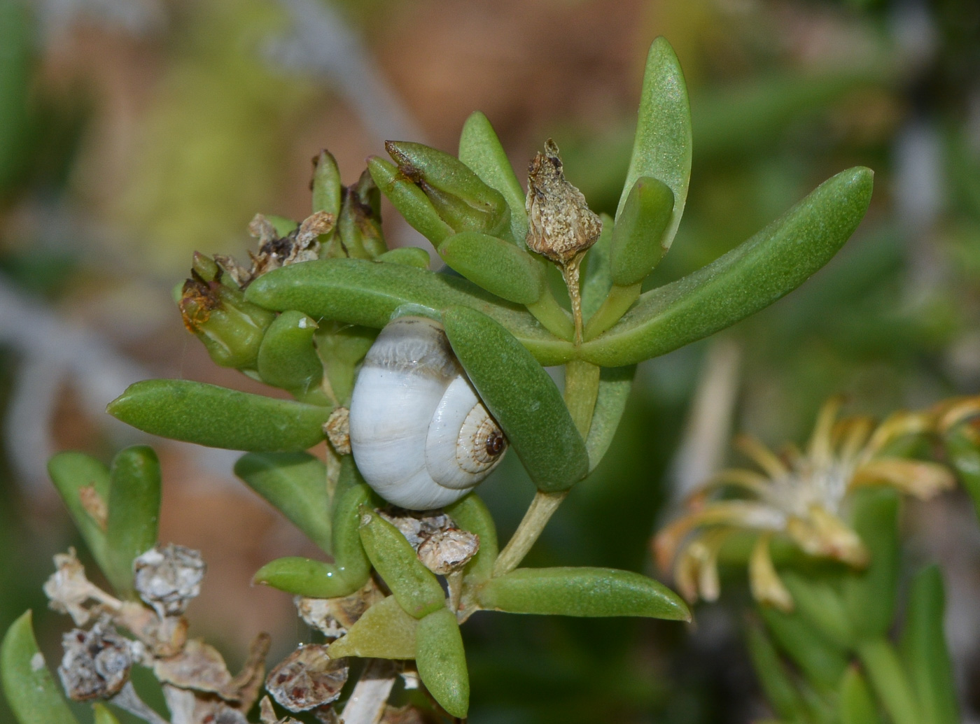 Изображение особи Delosperma luteum.