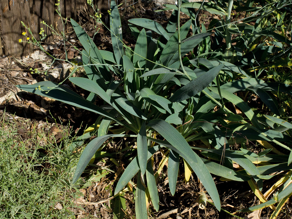 Image of Bupleurum kakiskalae specimen.