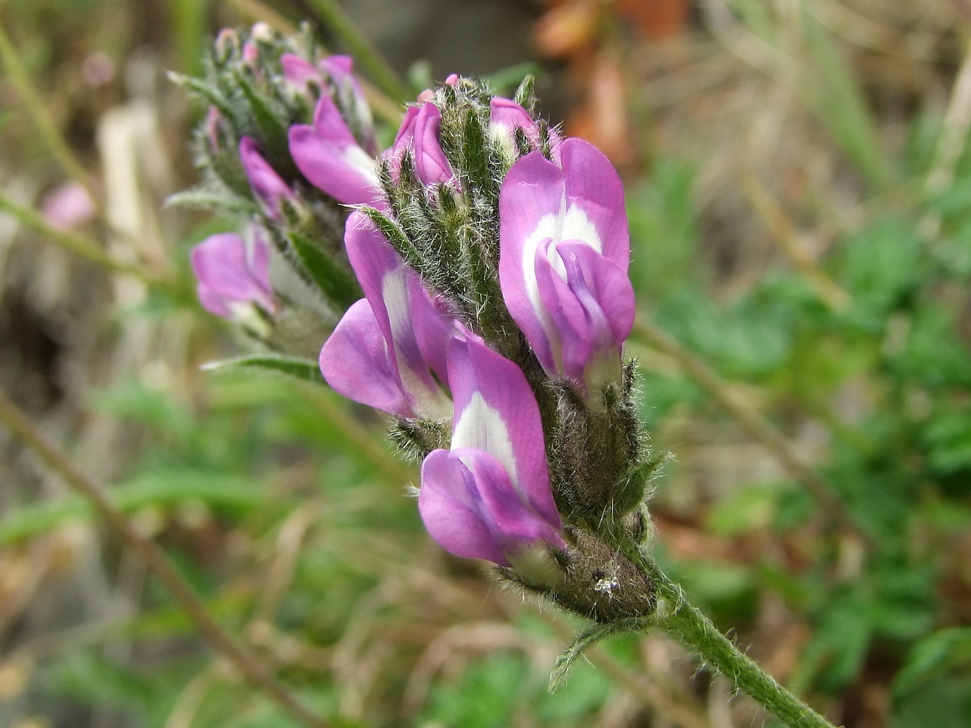 Image of Oxytropis ochotensis specimen.