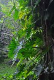 Philodendron lacerum. Побеги на стволе дерева. Малайзия, Куала-Лумпур, в культуре. 13.05.2017.