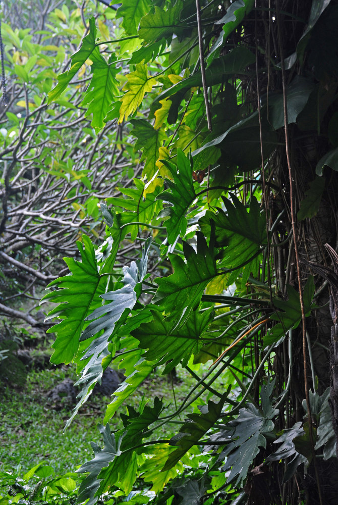 Image of Philodendron lacerum specimen.