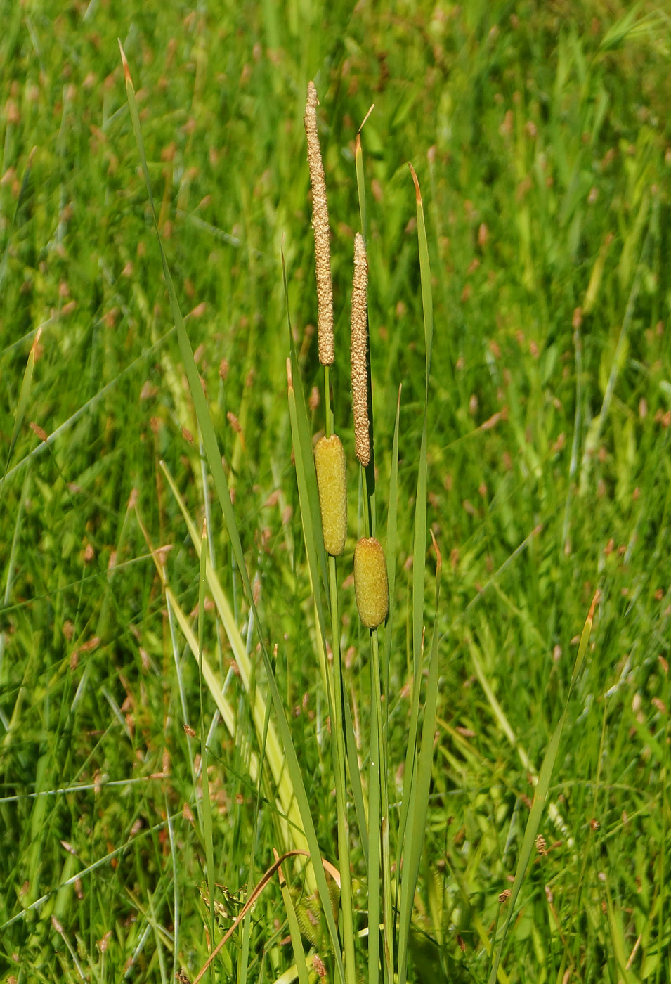 Изображение особи Typha laxmannii.