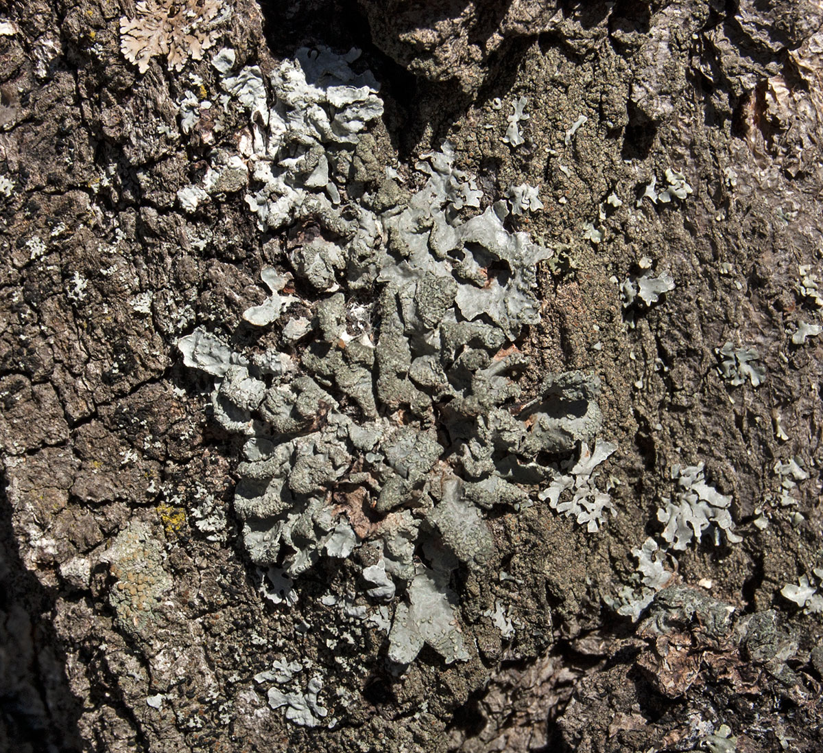 Image of Parmelia sulcata specimen.