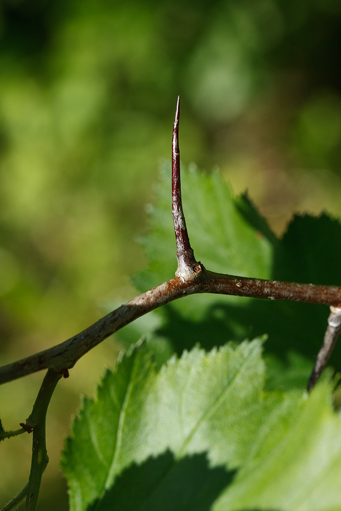 Image of Crataegus submollis specimen.