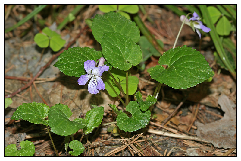 Изображение особи Viola selkirkii.