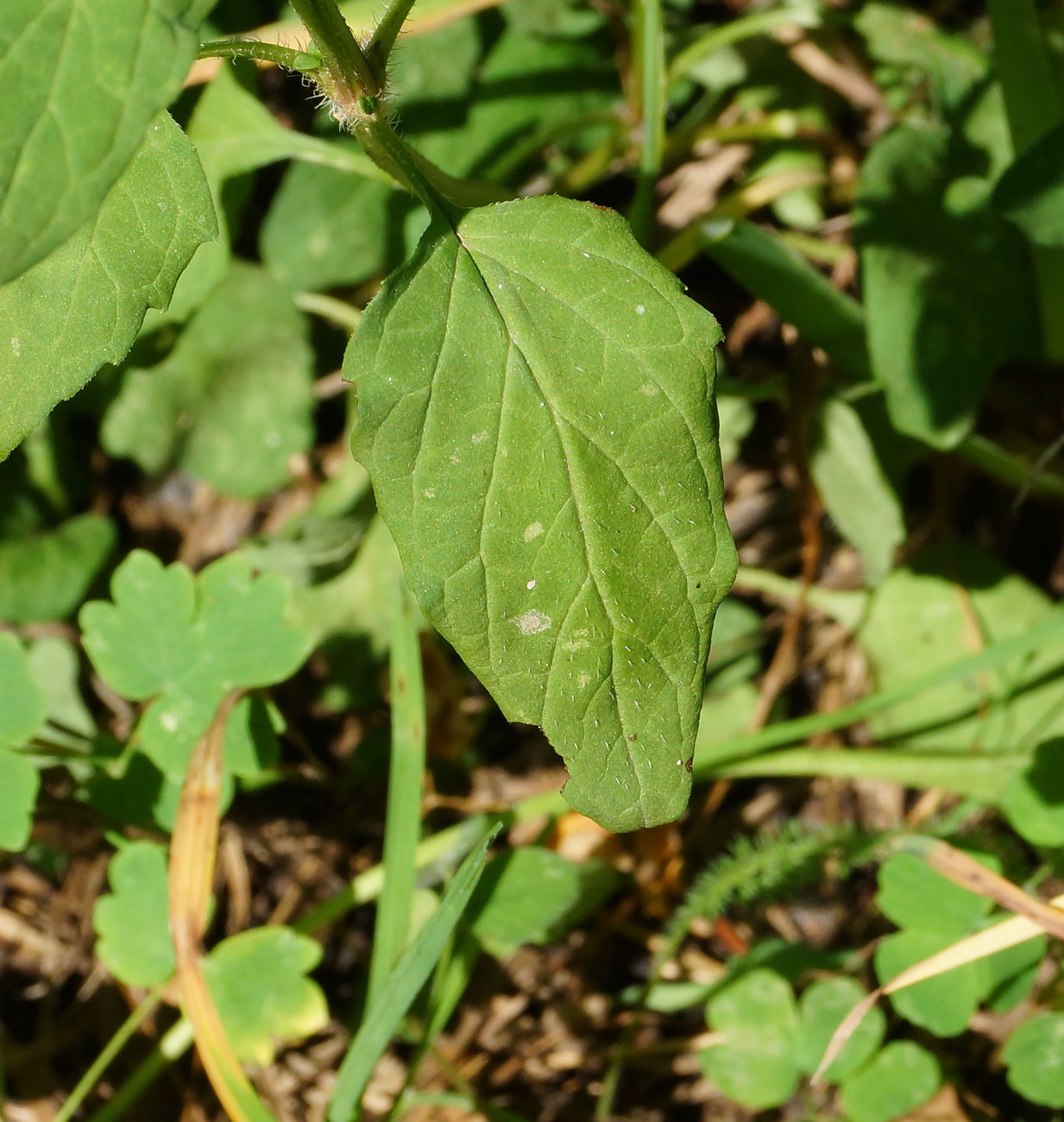 Изображение особи Prunella vulgaris.