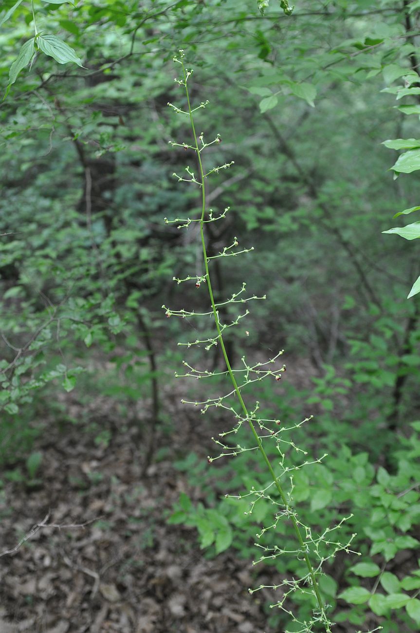 Image of Scrophularia rutifolia specimen.