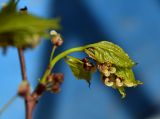 род Celtis. Часть ветви с соцветиями и молодыми листьями. Крым, г. Севастополь, в культуре. 20.04.2017.