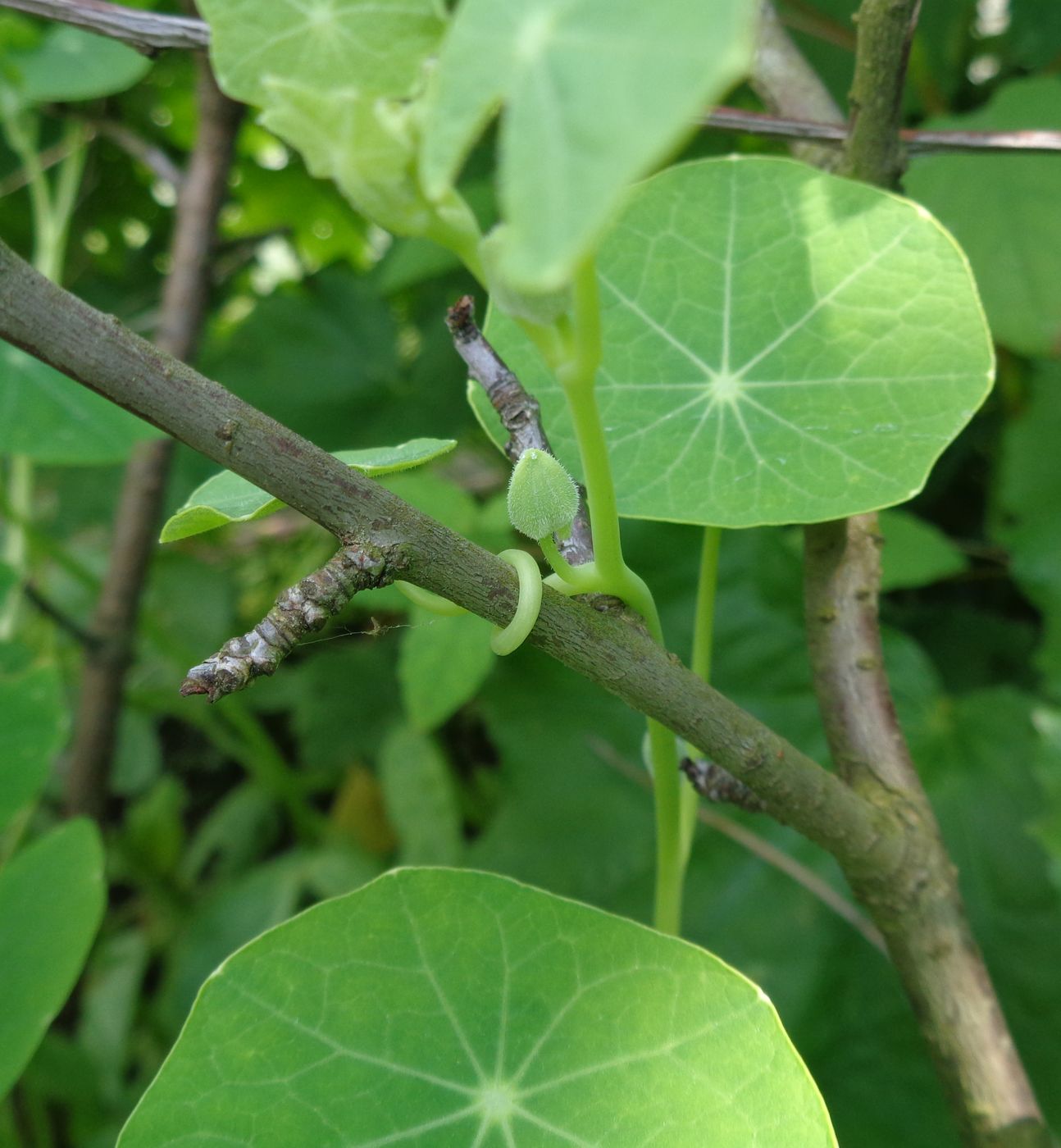 Image of Tropaeolum majus specimen.