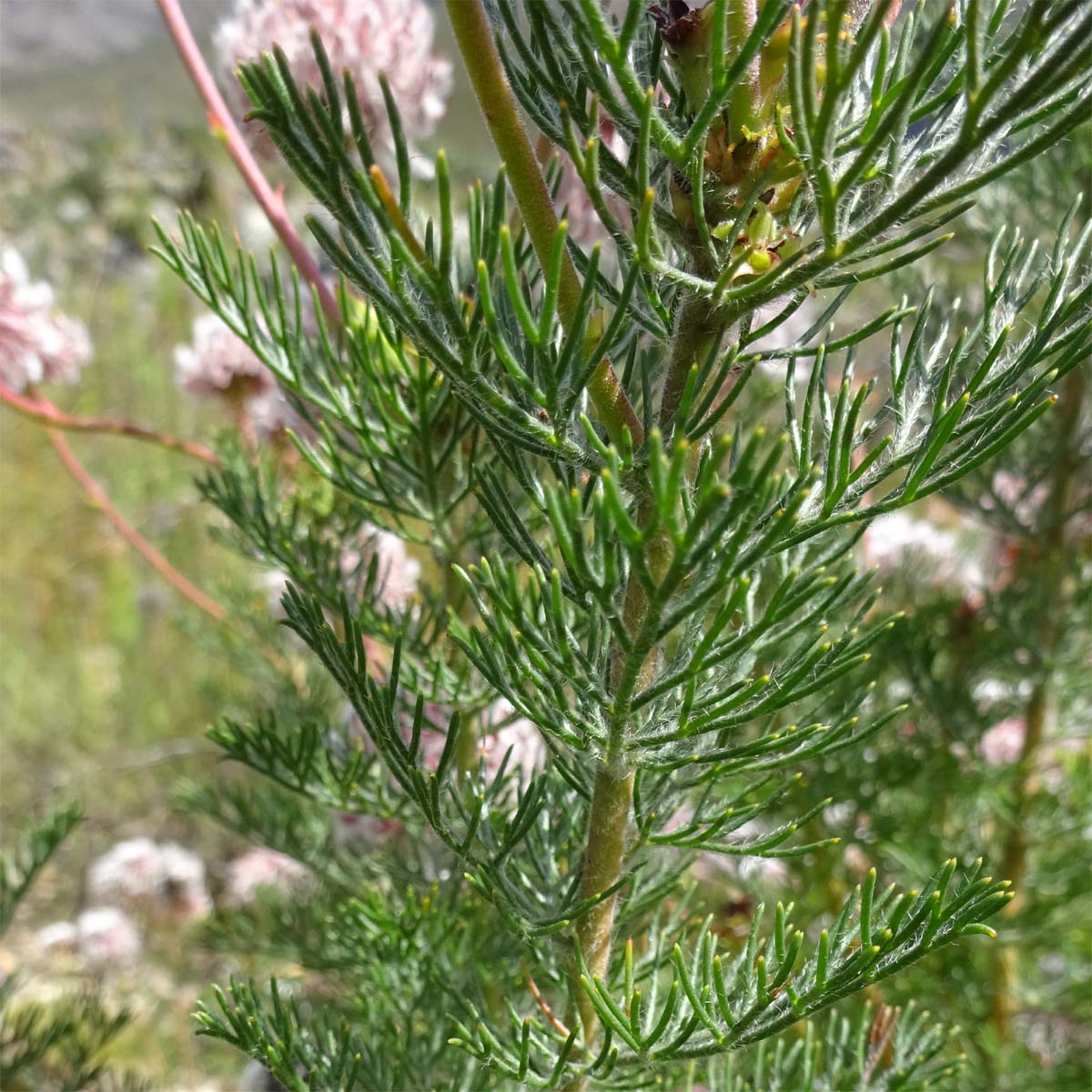 Image of Serruria brownii specimen.