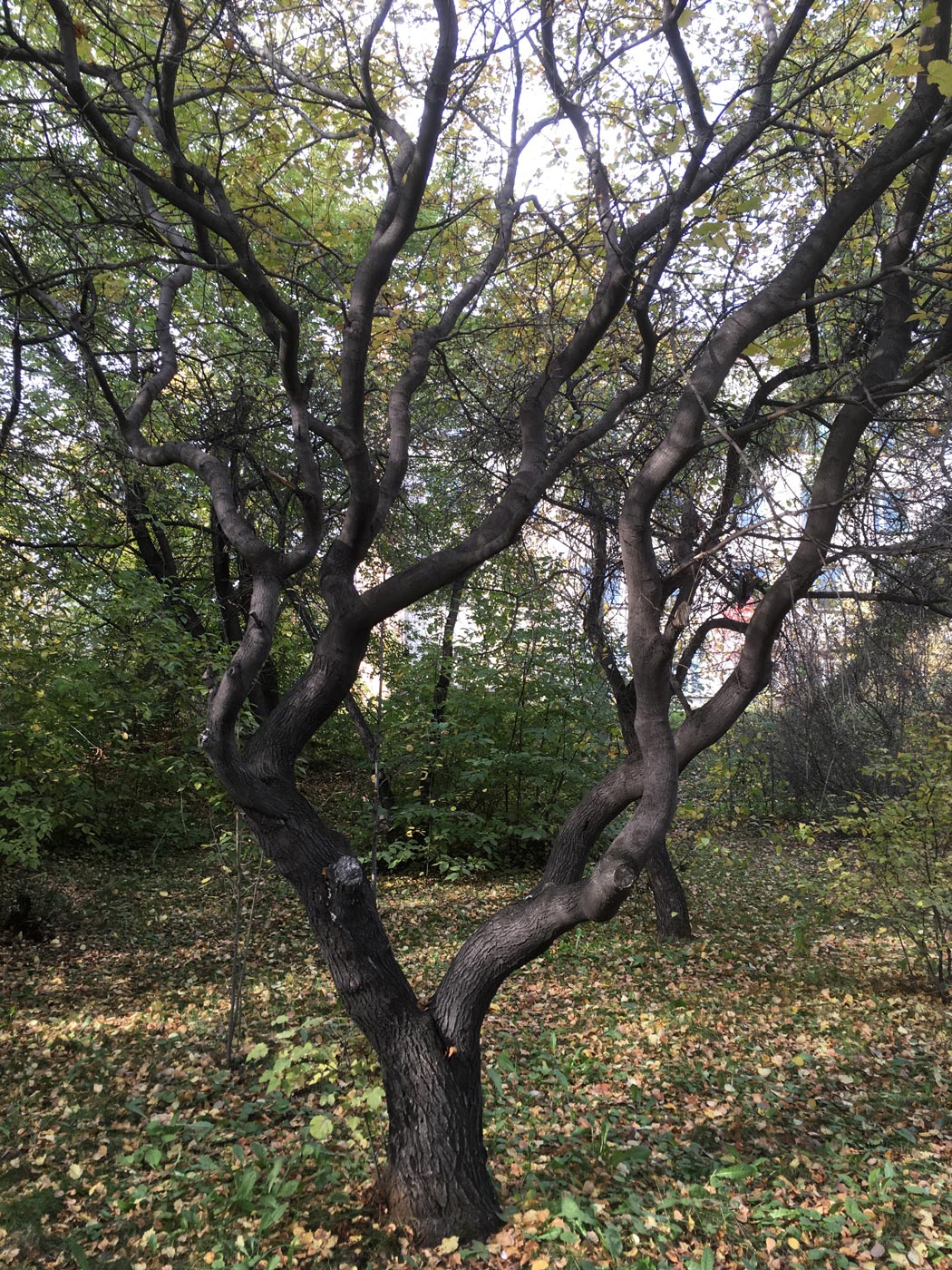 Image of Acer ginnala specimen.