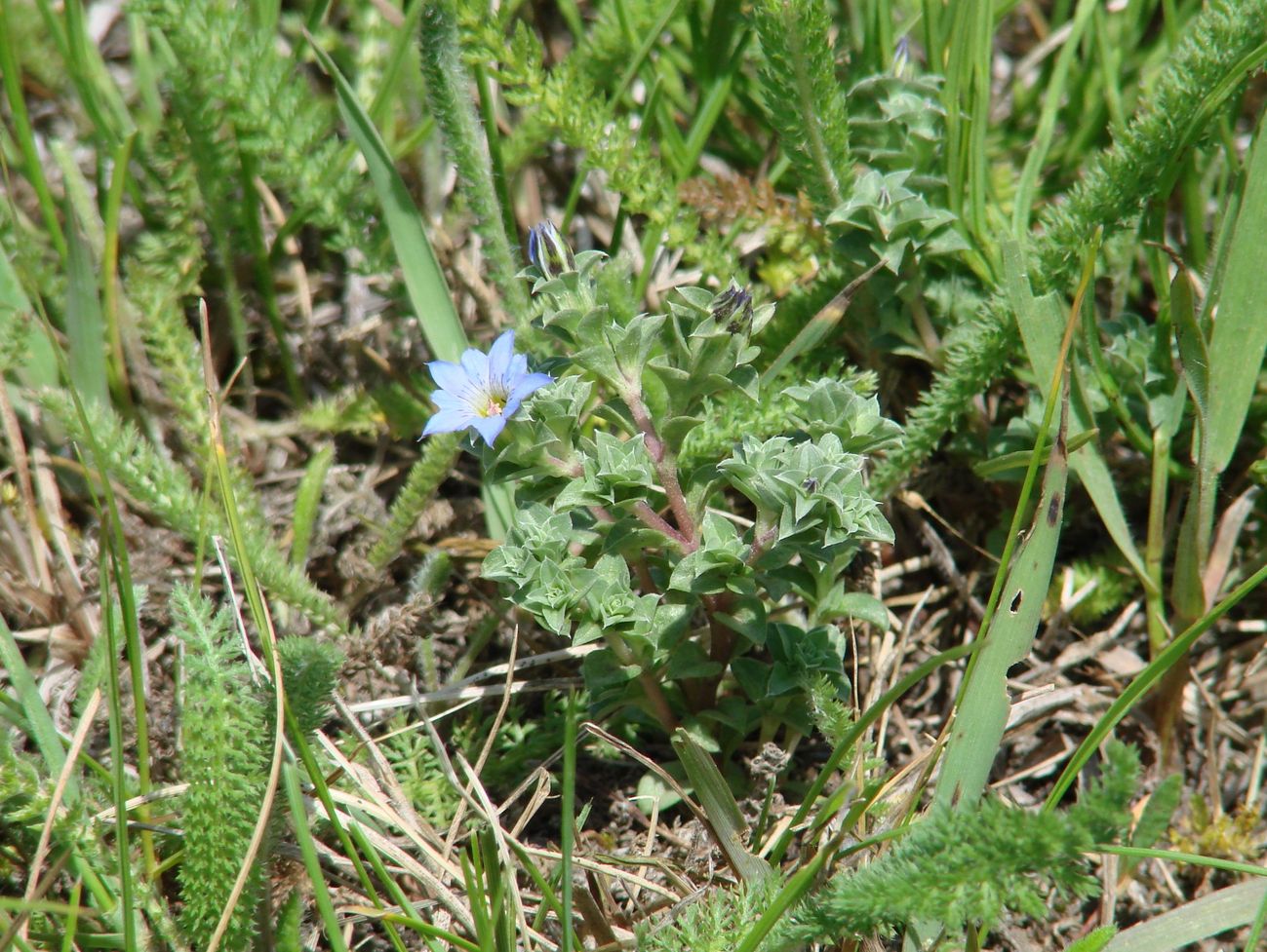 Image of Gentiana squarrosa specimen.