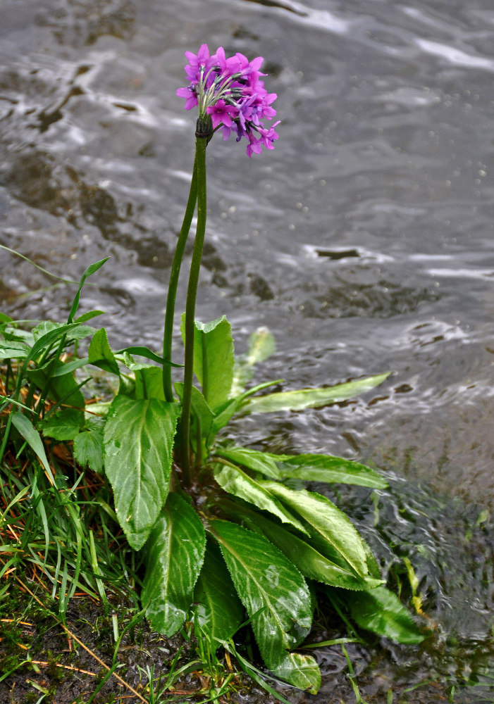 Изображение особи Primula nivalis.