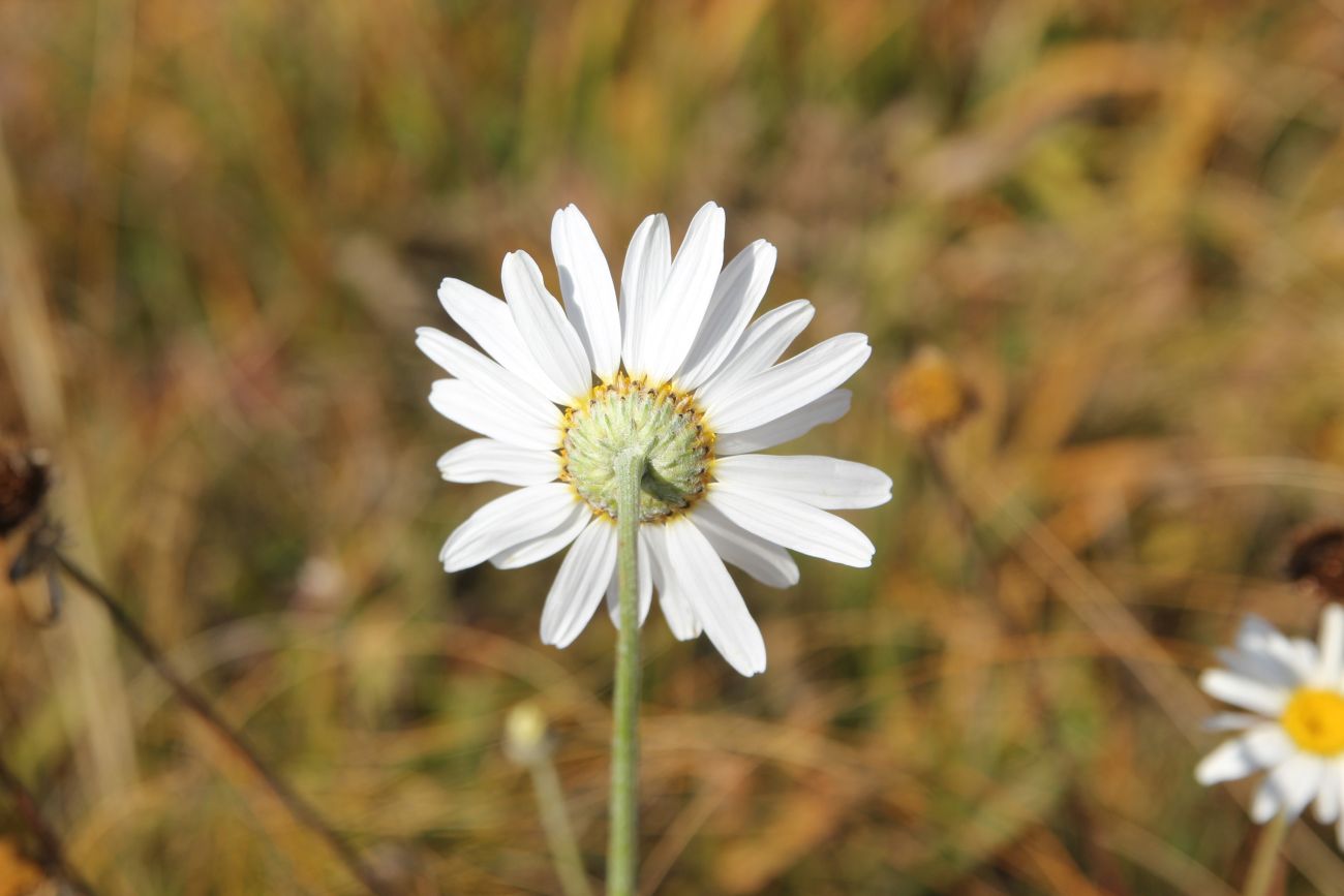 Image of genus Anthemis specimen.