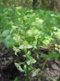 Platanthera chlorantha