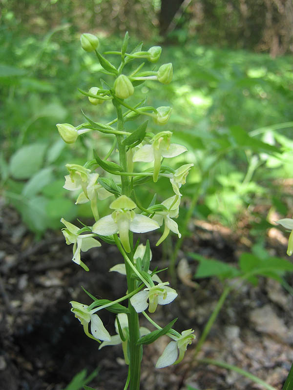 Изображение особи Platanthera chlorantha.