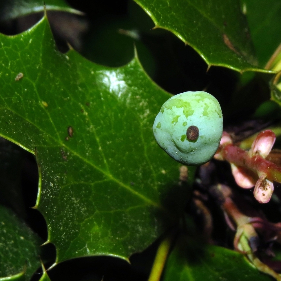 Image of Mahonia aquifolium specimen.