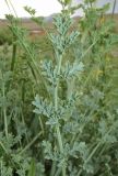 Corydalis stricta