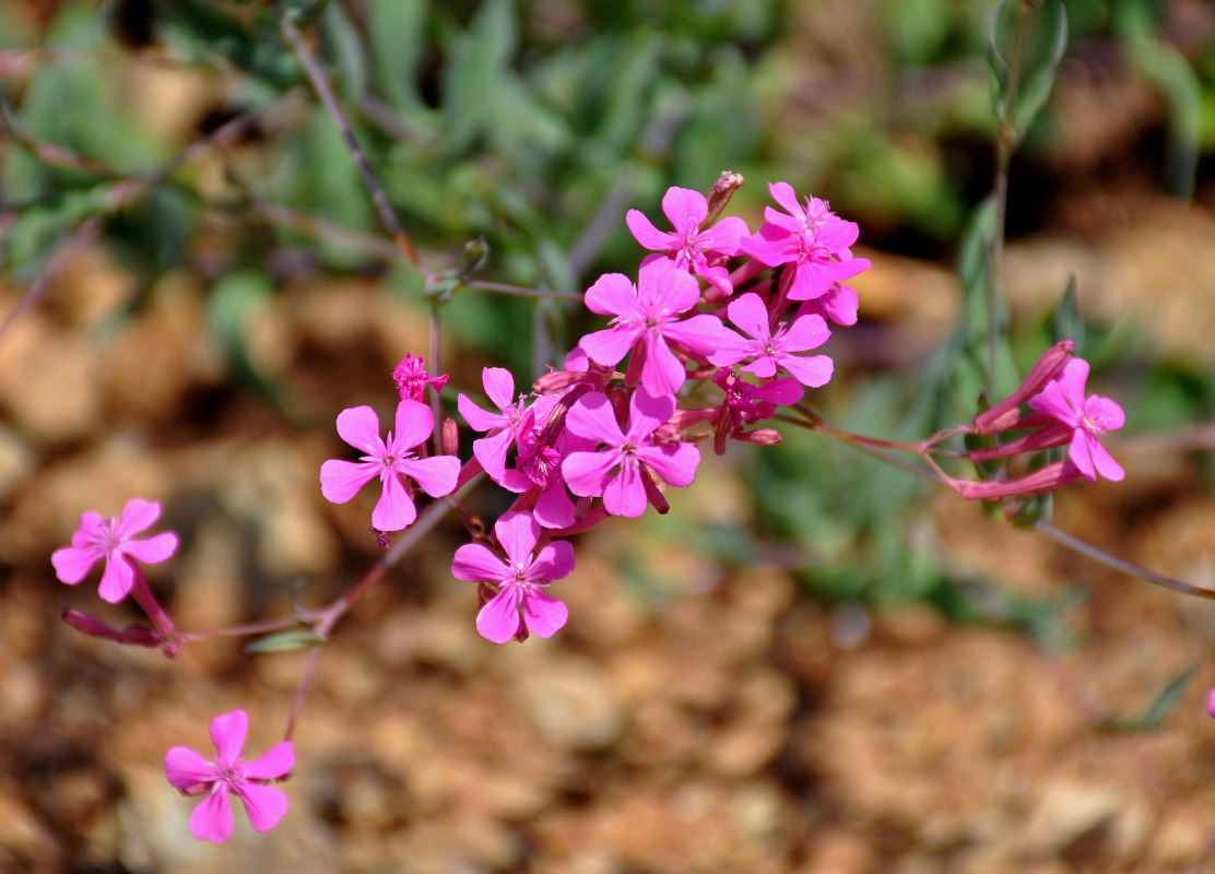 Image of Silene armeria specimen.