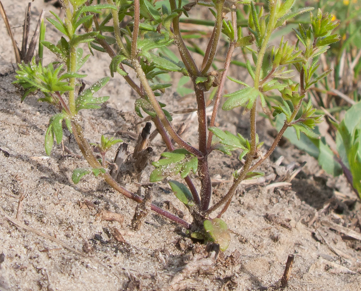 Image of Veronica verna specimen.