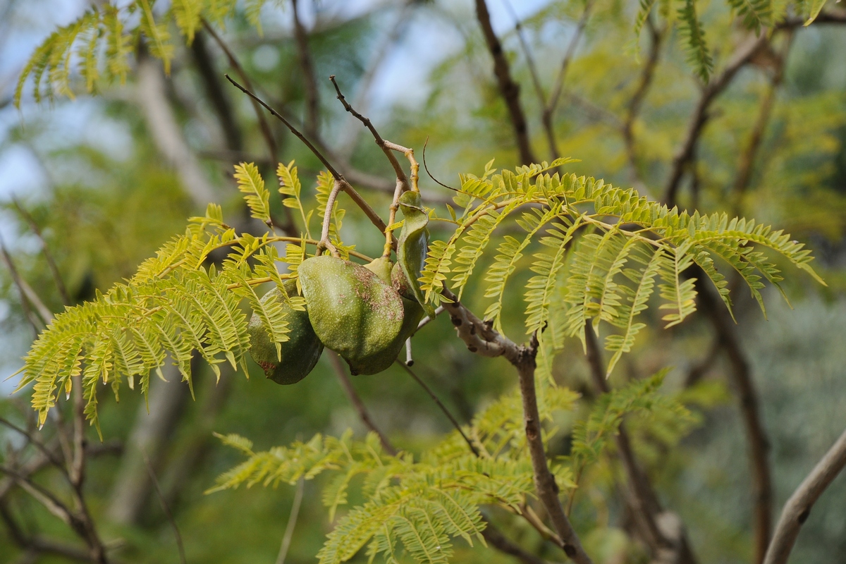 Image of Jacaranda mimosifolia specimen.